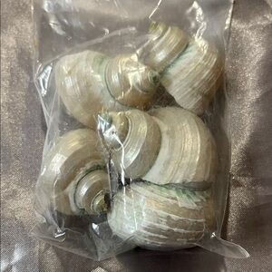 Natural Seashell Accents in Cream and Green - Coastal Decorative Set